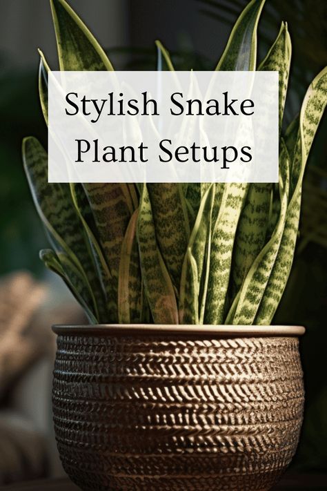 Snake plants have captivated people with their enchanting appeal, making them a popular choice among indoor plants. It's not hard to see why they are so beloved -- their unique beauty and numerous benefits make them a must-have for any plant enthusiast. Plants, Inspiration, People, Popular, Ideas, Snake Plant Varieties, Snake Plant Care, Snake Plant Decor, Snake Plant Indoor