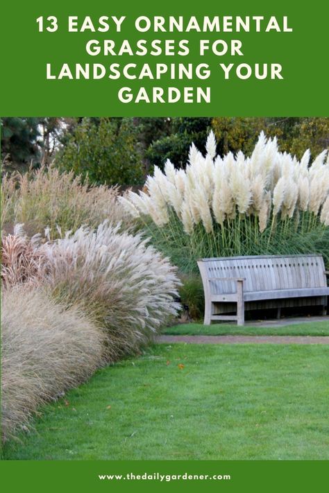 13 Easy Ornamental Grasses for Landscaping Your Garden Exterior, Garden Landscaping, Outdoor, Tall Grass Landscaping, Landscaping With Grasses, Garden Grass, Shrubs For Landscaping, Landscaping With Grasses Front Yard, Landscaping Plants