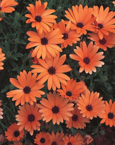 Osteospermum 'Orange Symphony' - Excellent choice to brighten up your sunny containers. Remove spent flowers to prolong blooming. Height 8-14" Flowers, Sunflowers, Gardening, Flower Pots, Daisy, Daisy Flower, Orange Flowers, Orange Plant, Rose