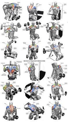 Gym Workouts, Fitness, Gym, Fitness Workouts, Chest Workouts, Muscle Fitness, Fitness Body, Arm Workout, Bodybuilding Workouts