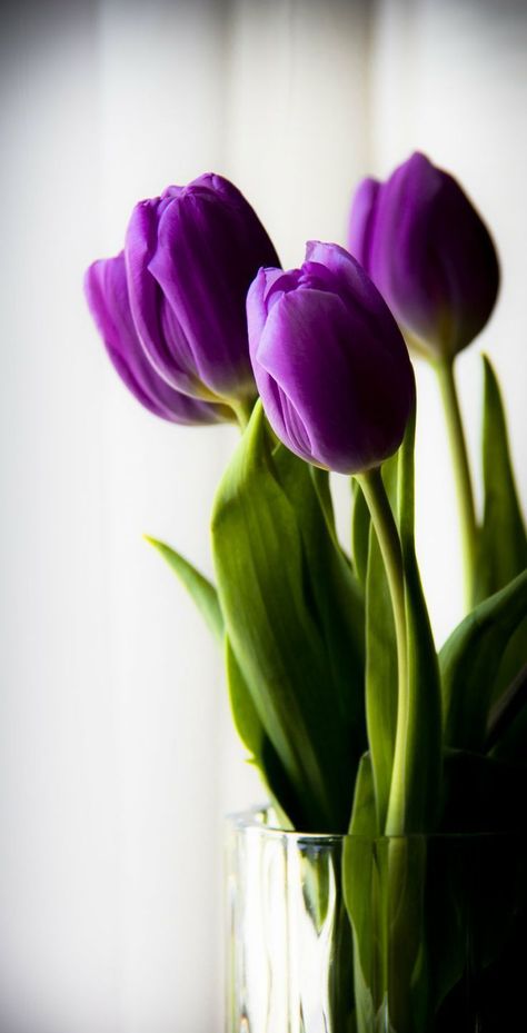 Simple. Like me. Tulips, Purple, Flora, Floral, Purple Flowers, Purple Tulips, Flores, Rose, Flower Power