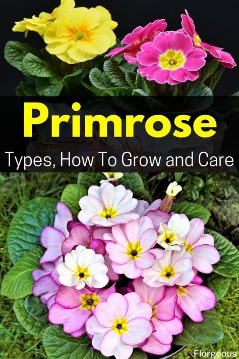 Here's how to grow primrose plant and and care for primrose flowers #primrose #primroseflowers #flower #flowers #plant #plants #florgeous