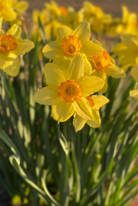 Bonito, Flowers, Yellow Daffodils, Daffodil Bulbs, Daffodils, Daffodil Flower, Yellow Flowers, Beautiful Flowers, Flower Images