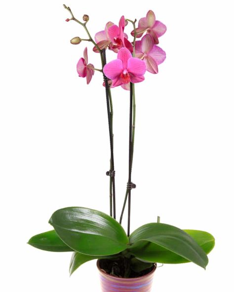 Potted Plants, Gardening, Orchids In Water, Growing Orchids, Orchids, Moth Orchid, Orchid Plants, Orchid Fertilizer, Cat Friendly Plants