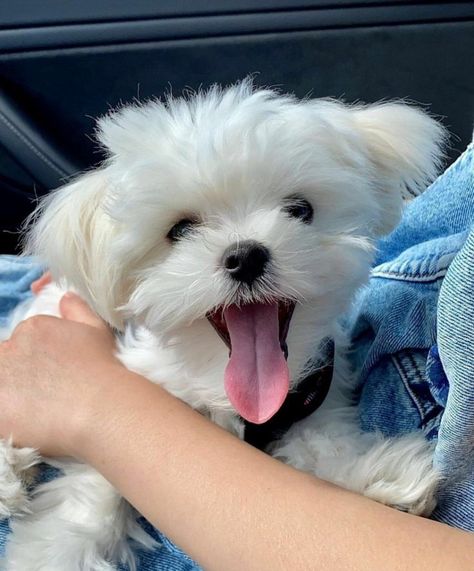 Adorable Maltese Puppies for Sale Near me in USA Puppies, Dogs, Maltese, Beautiful Dogs, Cute Puppies, Most Beautiful Dogs, Perros, Small Puppies, Cute Animals