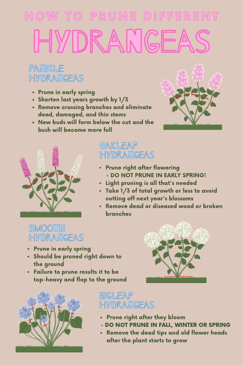 Exterior, Planting Flowers, Pruning Hydrangeas, Growing Hydrangeas, Hydrangea Landscaping, Hydrangea Care, Hydrangea, Garden Flower Beds, Hydrangea Flower Bed
