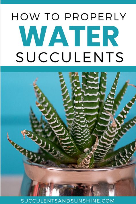 Outdoor, Ideas, How To Water Succulents, Watering Succulents, Propagate Succulents From Leaves, Succulent Soil, Growing Succulents, Succulent Care, Propagating Succulents