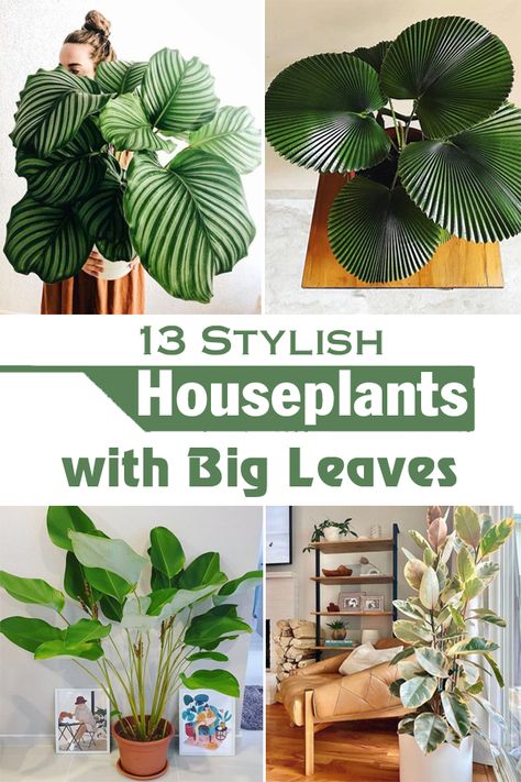 Do you know about Plants' Leaves that are Bigger Than Your Head? Check out our exclusive list with some interesting plants having tremendous foliage! Gardening, Shade Plants, Big Leaf Indoor Plant, Large Leaf Plants, Big Leaf Plants, Large Plants, Large Indoor Plants, House Plants Indoor, Indoor Plants