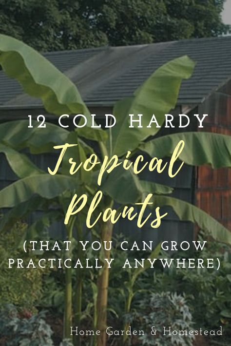 Gardening, Tropical Flowers, Tropical Potted Plants Around Pool, Tropical Plants Uk, Plants Around Pool, Tropical Garden Plants, Plants For Balcony, Tropical House Plants, Small Tropical Gardens