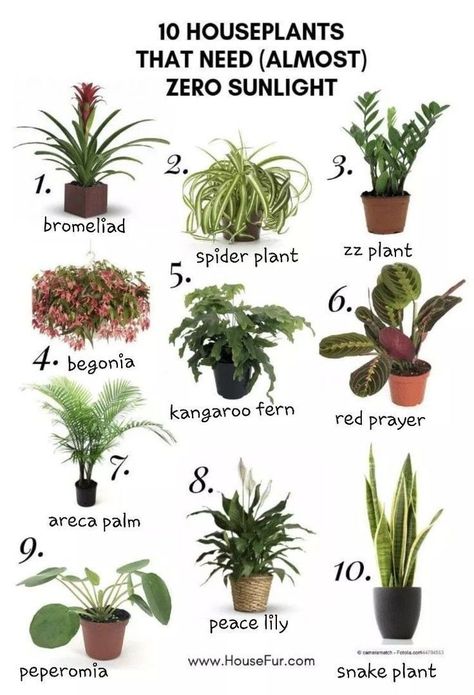 Outdoor, Gardening, Nature, Planting Herbs, Best Indoor Plants, Growing Plants Indoors, Growing Plants, Plant Care Houseplant, Plant Care