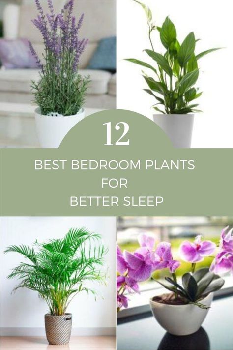 Gardening, Home Décor, Design, Terrariums, Indore, Good Plants For Bedroom, Best Plants For Bedroom, Best Bedroom Plants, Plants For The Bedroom