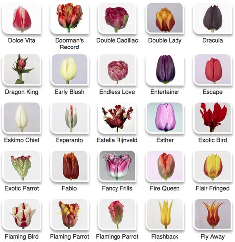 Tulips, Types Of Tulips, Tulip Colors, Flower Guide, Fragrant Flowers, Rare Flowers, Flower Chart, Botanical Flowers, Flower Arrangements