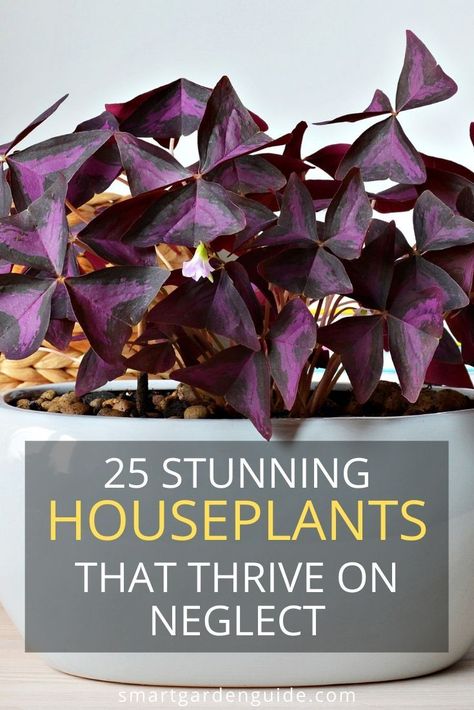 Growing Plants Indoors, Indoor Plant Care, House Plant Care, Best Indoor Plants, House Plants Indoor, Large Indoor Plants, Indoor Plants Styling, Plant Care Houseplant, Planting Herbs