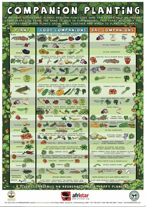 Companion Planting, Shaded Garden, Organic Gardening, Herb Garden, Gardening, Vegetable Garden, Companion Planting Chart, Vegetable Garden Planning, Vegetable Garden Planner