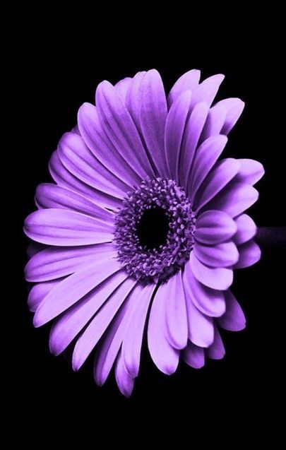 Learn about different purple flowers types Purple, Flowers, Purple Flowers, Iphone, Nature, Floral, Purple Flowers Wallpaper, Colorful Flowers, Flower Wallpaper