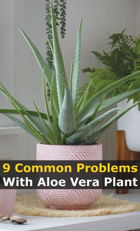 Nature, Outdoor, Nutrition, Aloe Plant Care, Repotting Aloe Vera Plant Video, How To Grow Alovera Plant, Aloe Vera Indoor Plant, Growing Aloe Vera, Aloe Vera Plant Indoor