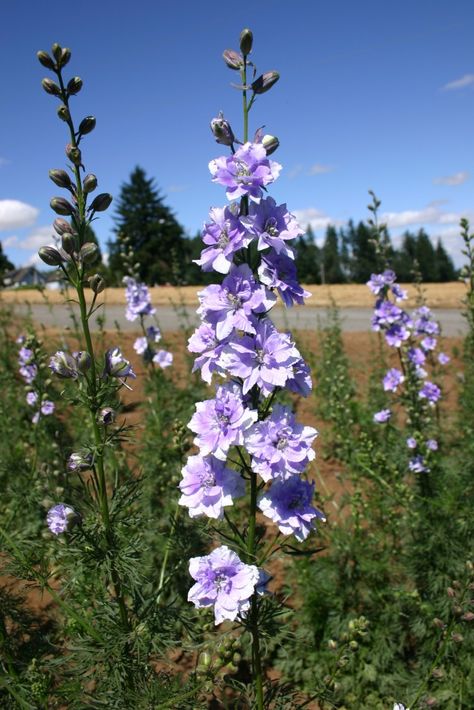 Silver Falls Seed Company - Larkspur - Rocket Light Blue Flowers, Hoa, Bunga, Beautiful Flowers, Cut Flowers, Flores, Long Vase, Birth Flowers, Wild Flowers