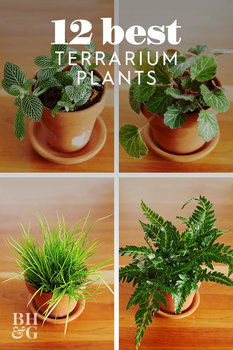 No matter what time of year it is, use our favorite selection of terrarium plants to help create your own thriving mini container garden. #terrariumplants #minicontainergarden #indoorplants #bestplantsforterrariums #bhg Terrariums, Shaded Garden, Terrarium, Outdoor, Best Terrarium Plants, Self Sustaining Terrarium, Plants For Terrariums, Diy Succulent Terrarium, Plants In Jars