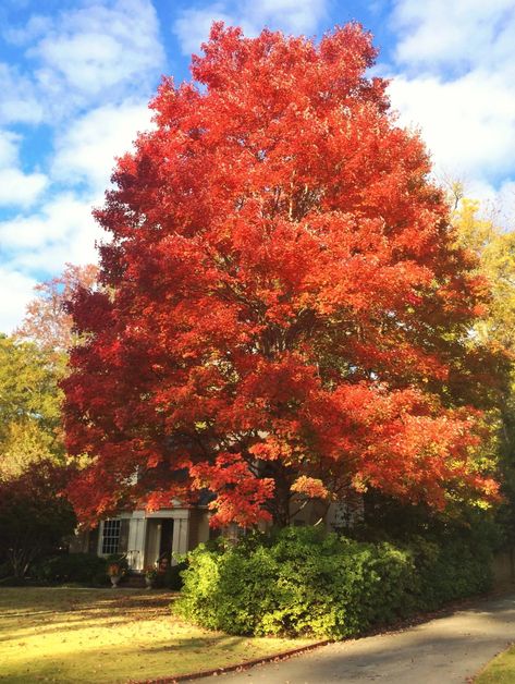 October Glory Red Maple Tree Design, Inspiration, Autumn, Home Décor, Red Maple Tree, Maple Tree, Fall Color Trees, Fall Plants, Fall