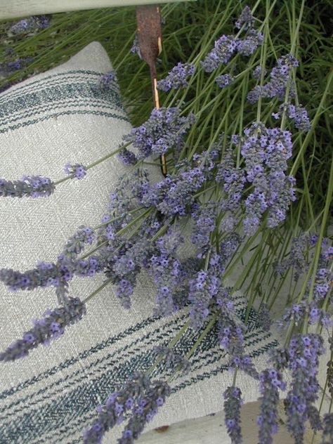Floral, Lavender Fields, Lavender Cottage, Lavender Green, Lavender Plant, Lavender Garden, Lavender Blue, Lavendar, Lavender Flowers