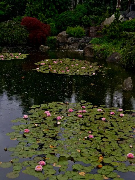 Flora, Flowers, Water Lilies, Catwoman, Nature, Lotus Pond, Japanese Flowers, Flower Aesthetic, Flower Garden