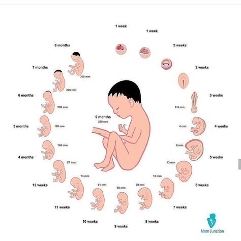 Pregnancy & Gynecology & Baby on Instagram: “Week by week baby development 👶 . Do not forget to like our posts to support us and reach more women ❤️ Please double tap 🙏 . Follow…” Stages Of Pregnancy, Geishas, Instagram, Pregnancy Development, Pregnancy Stages, Pregnancy Problems, Baby Growth In Womb, Fetal Development By Week, Stages Of Fetal Development