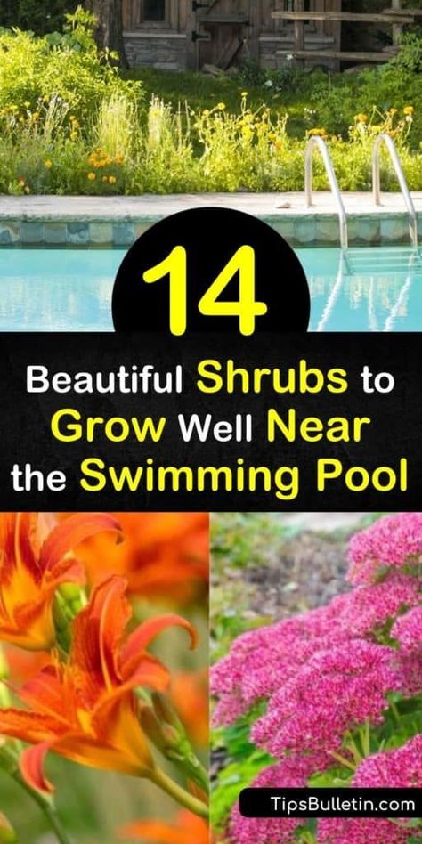 When selecting shrubs to grow near the pool, choose those that add vibrant color to any landscape design, such as Hibiscus or Bird of Paradise. Plant palm trees to provide shade over the swimming pool in hot weather. Use lemongrass and geraniums to repel pesky mosquitoes. #shrubs #grow #near #pool Exterior, Gardening, Hibiscus, Plants Around Pool, Plants By The Pool, Landscaping Plants, Pool Landscaping Plants, Landscaping Around Pool, Planters Around Pool
