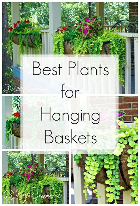 MUST PIN post for awesome curb appeal! Best flower box ideas into instant WOW! DIY flower baskets that you can make this weekend! // 3 Little Greenwoods Planting Flowers, Plants For Hanging Baskets, Porch Plants, Container Gardening Flowers, Outdoor Plants, Garden Containers, Hanging Plants Outdoor, Garden Plants, Hanging Plants Diy