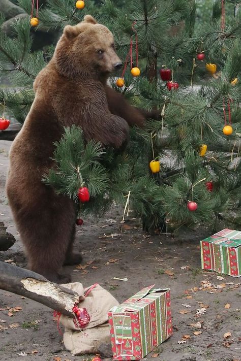 Bear at Christmas Ale, Orangutan, Karhu, Perros, Fotos, Gatos, Animais, Animaux, Dieren