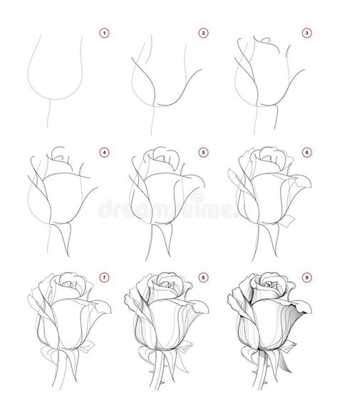 How to draw step-wise beautiful rose flower bud. Creation step by step pencil drawing. Educational page for artists. School textbook for developing artistic stock illustration Drawing Techniques, Pencil Drawings, Painting & Drawing, Flower Drawing Tutorials, Flower Art Drawing, Flower Drawing, Flower Sketches, Floral Drawing, Pencil Art Drawings
