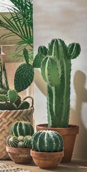 Succulent Gardening, Cactus, Potted Plants, Cactus Garden, Indoor Plant Pots, Cactus Plants, Indoor Cactus, Succulents Garden, Indoor Plants