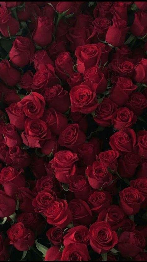 #Roses: Red Roses http://ift.tt/2DgUUYO Floral, Red Roses Wallpaper, Rose Wallpaper, Red Aesthetic, Flower Phone Wallpaper, Red Wallpaper, Flower Aesthetic, Red Roses, Flower Wallpaper