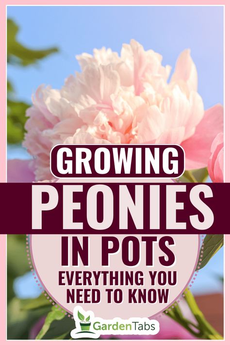 Inspiration, Design, Crochet, Roses, Planting Peonies, Growing Peonies, Planting Bulbs, How To Grow Peonies, Shrubs