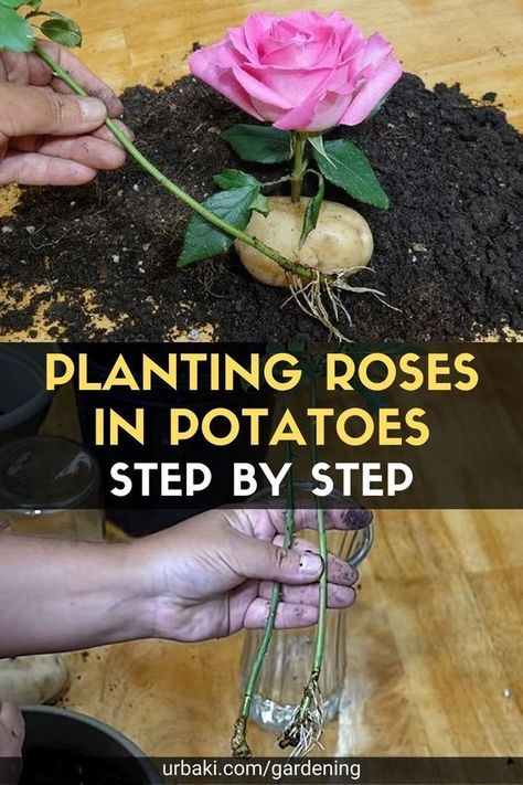 Planting Flowers, Outdoor, Planting Potatoes, Growing Seeds, Planting Roses, Growing Plants, Growing Roses, Growing Plants Indoors, Plant Roots