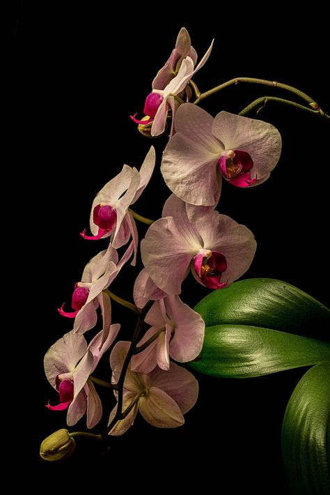 Phalaenopsis Orchid Phalaenopsis Orchid, Blooming Orchid, Orchid Flower, Phalaenopsis, Orchid Photography, Orchid Varieties, Orchid Plants, Orchid Care, Exotic Orchids
