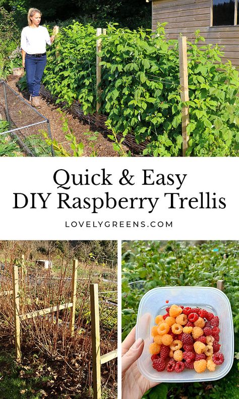 Trellis, Blueberries, Gardening, Fruit, Outdoor, Blackberry Trellis, Raspberry Trellis, Rasberry Bushes, Rasberry Trellis