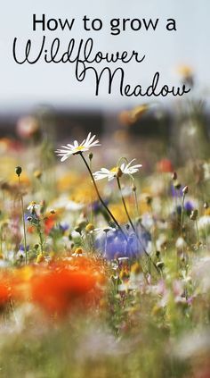 How to grow a wildflower meadow in your garden. You can grow a wildflower patch in your garden - it works best on poor soil. Sow the flower seeds and water in. Check for weeds and water occasionally until they establish. Let them self-seed around at the end for flowers every year! Inspiration, Meadow Garden, Gardening, Planting Flowers, Organic Gardening, Wildflower Seeds, Wildflower Garden, Flower Seeds, Meadow Flowers