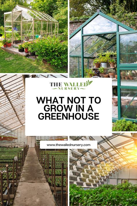 There are some plants that should not be grown in a greenhouse at all. Knowing what not to grow in a greenhouse is just as important as knowing what to grow. Growing Vegetables, Floral, Growing In A Greenhouse, Growing Plants Indoors, Greenhouse Vegetables, Greenhouse Plants, Greenhouse Growing, Greenhouse Gardening, Greenhouse Planting Layout