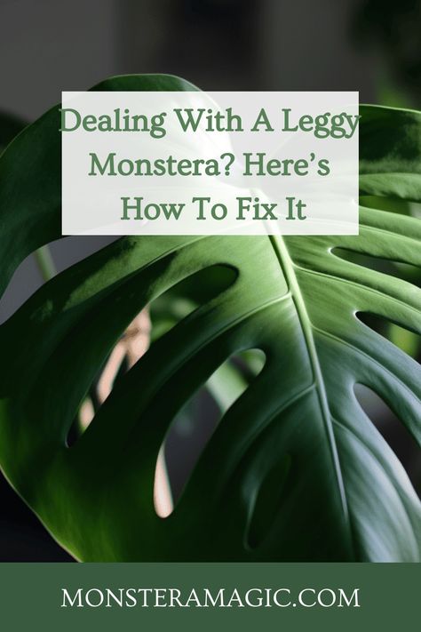 Dealing With A Leggy Monstera? Here’s How To Fix It Plant Care, Plant Needs, Humidity, Fertilizer, High Humidity, Low Humidity, What You Can Do, Monstera Deliciosa
