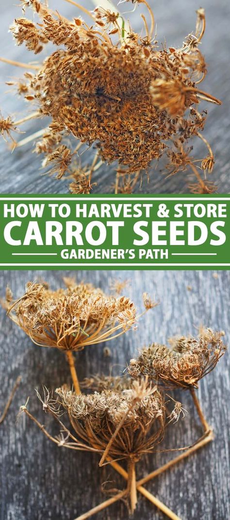 Saving seeds from your homegrown carrots now can ensure a bounty of garden vegetables in future seasons. If left to flower, each plant produces over a thousand seeds, so saving them is a no-brainer in terms of cheap food production. Learn how to harvest and store your own carrot seeds with this guide. Read more now on Gardener's Path. #seedsaving #carrot #gardenerspath Vegetable Garden, Growing Vegetables, Compost, Harvesting Carrots, Growing Carrots, Growing Plants, Garden Seeds, Growing Food, Seed Saving