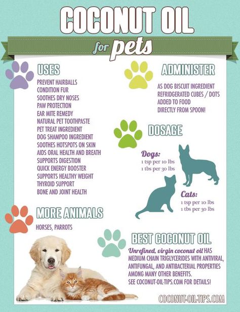 Pit Bulls, Dog Shampoo, Coconut Oil For Dogs, Coconut Oil For Cats, Dog Remedies, Cat Health, Dog Health, Oils For Dogs, Homemade Dog