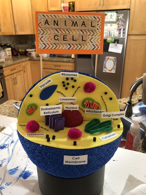 Animal cell Eukaryotic Cell, Cell Model, Cell Model Project, Cells Project, Plant Cell Model, Plant Cell Project, Science Cells, Edible Cell Project, 3d Cell Project