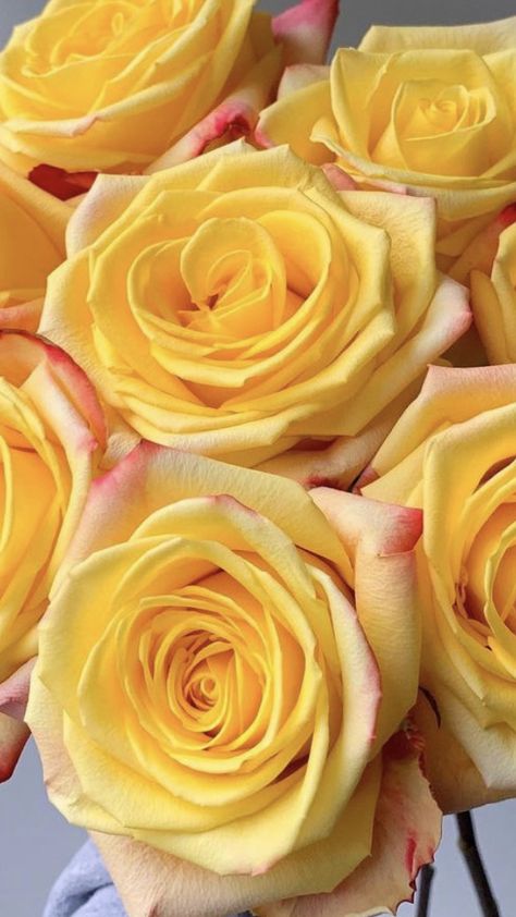 Floral, Gardening, Yellow Roses, Yellow Rose Bouquet, Yellow Rose Flower, Wholesale Roses, Rose Seeds, Rose Buds, Flowers Bouquet
