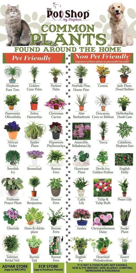 Outdoor, Gardening, Safe Plants For Cats, Plants Pet Friendly, Plant Care Houseplant, Cat Friendly Plants, Cat Safe Plants, Starter Plants, Dog Safe Plants Indoor