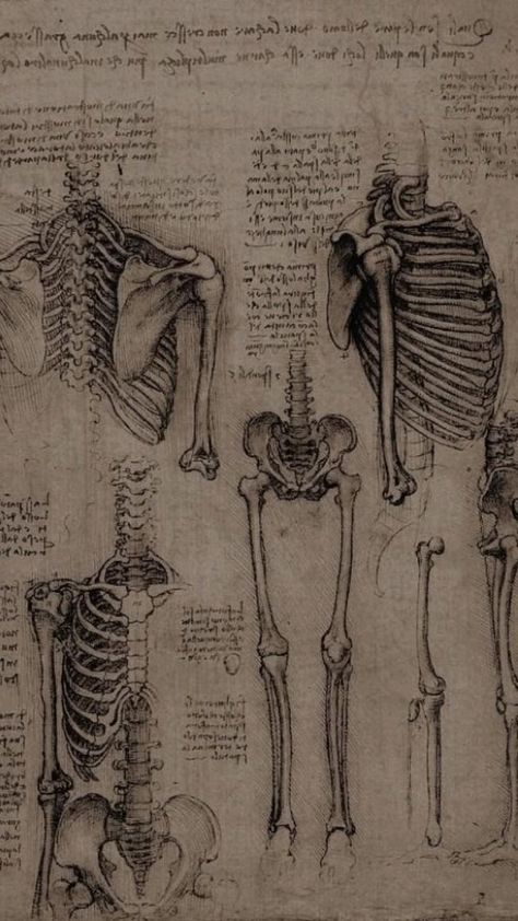 Art Sketchbook, Leonardo Da Vinci, Art, Art Drawings, Figure Drawing, Anatomy Drawing, Art Reference, Anatomy For Artists, Da Vinci Drawings