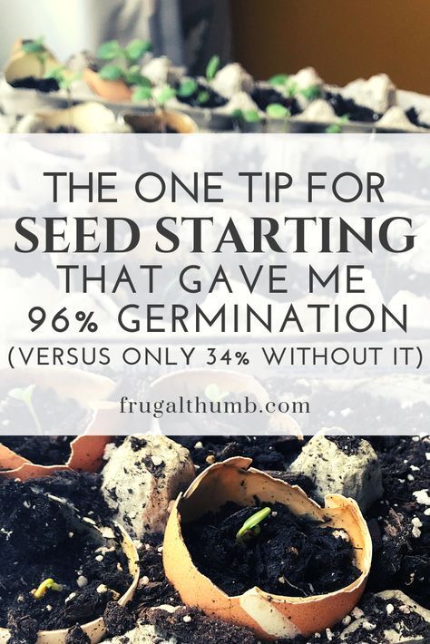 Planting Seeds, Growing Vegetables, Organic Gardening, Compost, Seed Starting, Seed Starting Soil, Starting Seeds Indoors, Seed Germination, Starter Plants