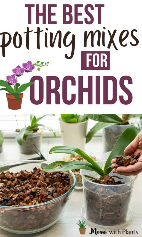 Planting Flowers, Outdoor, Terrariums, Orchid Potting Mix, Repotting Orchids, Growing Plants Indoors, Growing Orchids, Growing Plants, Orchid Soil