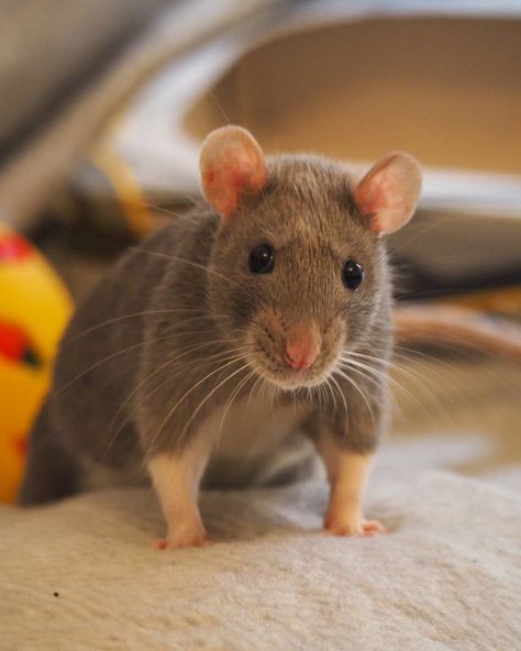 Time To Take In The Weekly Dose Of Cute (#83) - I Can Has Cheezburger? Rats, Hamsters, Funny Rats, Cute Rats, Pet Rats, Gatos, Reddit, Cute Creatures, Cute Little Animals
