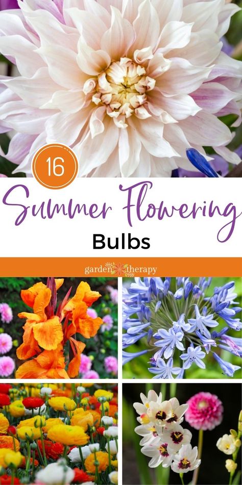 Outdoor, Gardening, Oregon, Summer, Ideas, Planting Flowers, Design, Diy, Garden Bulbs