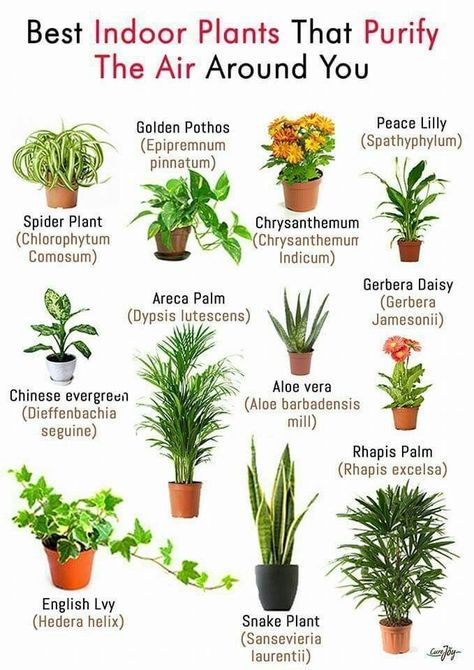 These are the Best Indoor Plants that help purify the air in your surroundings Herbs, Planting Flowers, Outdoor, Plant Care, Best Indoor Plants, Growing Plants, Indoor Plants, Plant Life, Garden Plants